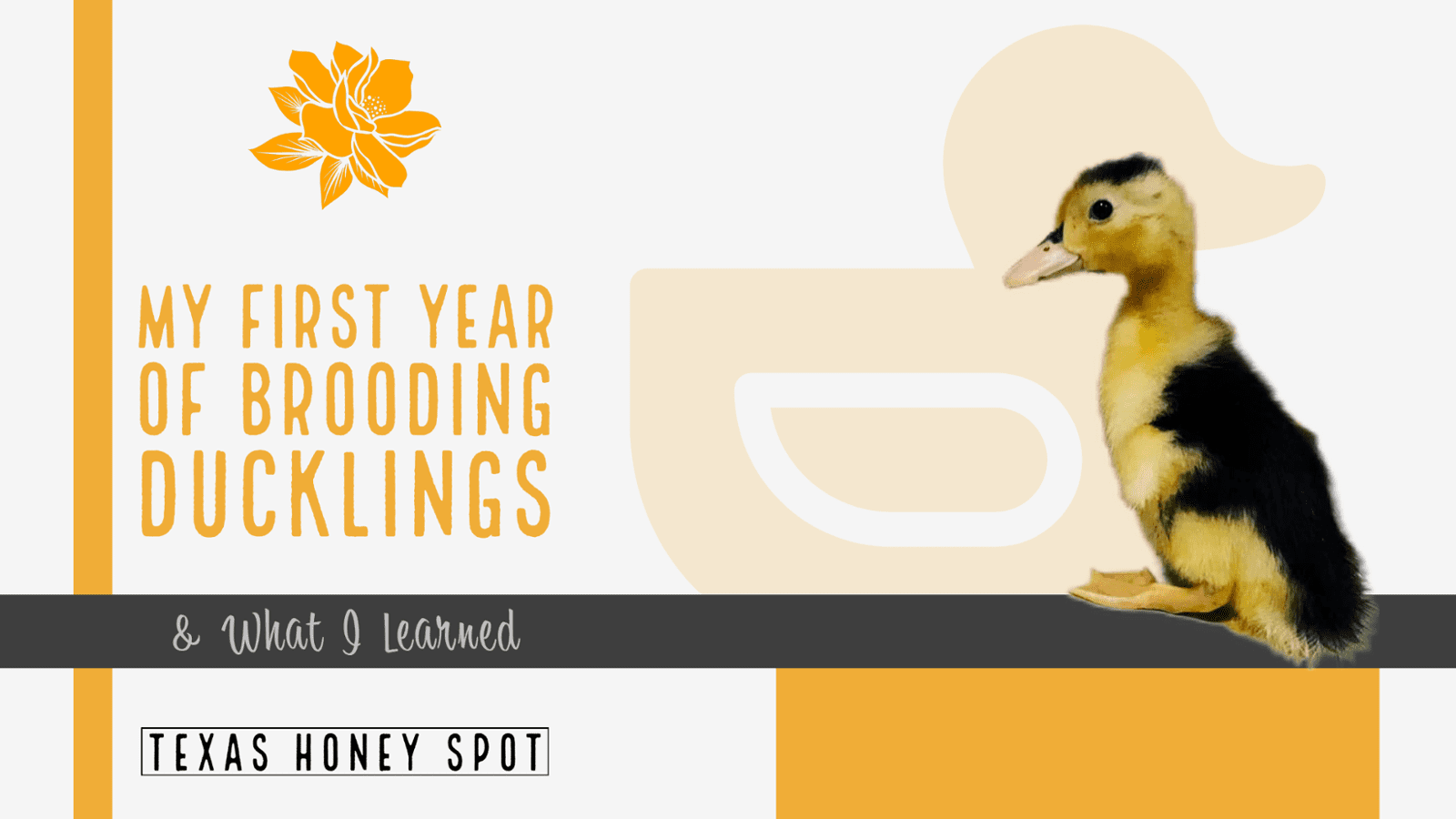 What I Learned In My First Year of Brooding Ducklings